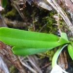 Angraecum borbonicum 葉