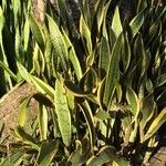 Dracaena trifasciataBlad