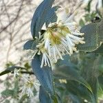 Sarcococca ruscifoliaBlodyn