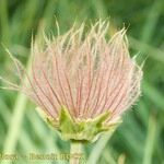Geum reptans Fruit