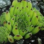 Sempervivum pittonii