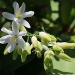 Geitonoplesium cymosum Flor