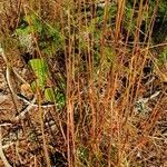 Deschampsia flexuosa Bark