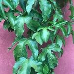 Passiflora platyloba पत्ता