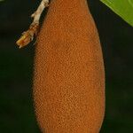 Theobroma grandiflorum Fruto
