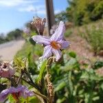 Solanum bonarienseFlower