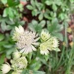 Astrantia majorBloem