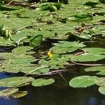 Nuphar pumila Feuille