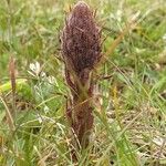 Orobanche minor Habit