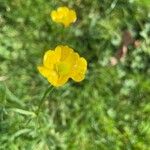 Ranunculus macrophyllusFleur