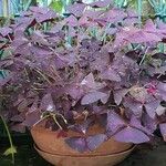 Oxalis triangularisFolha