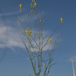 Linaria spartea Habit