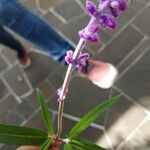 Trichostema lanatum Flor