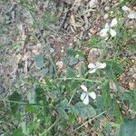 Brassica juncea पत्ता