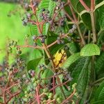 Miconia affinis Other