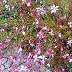 Oenothera lindheimeri Hábito