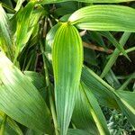 Sobralia macrantha cv. 'Alba' Blad