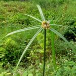 Cyperus aromaticus Vekstform