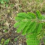 Desmanthus virgatus Leaf