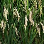 Oryza sativa Плід