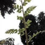 Corydalis cheilanthifolia Blad