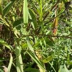 Symphyotrichum lanceolatum Leaf