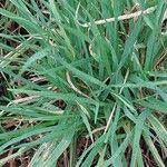 Cynosurus echinatus Leaf