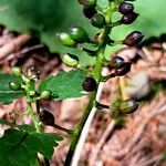 Actaea spicata Fruit