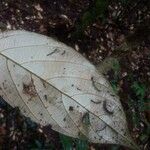 Licania robusta 葉