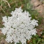 Daucus carotaBlüte