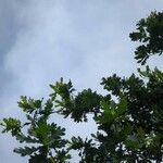 Quercus robur برگ