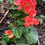 Begonia sutherlandii Altro