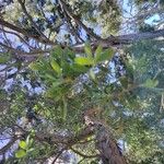 Leptospermum laevigatum Likasa