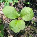 Pyrola elliptica Foglia