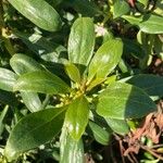 Myoporum laetumFuelha