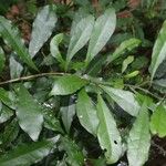 Oxera microcalyx Natur