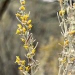 Artemisia tridentata Blomma