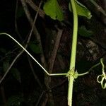 Bignonia hyacinthina ᱮᱴᱟᱜ