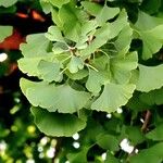 Ginkgo biloba Leaf
