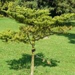 Abies firma Plante entière