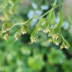 Limonium lobatum Плод