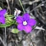 Legousia speculum-veneris फूल