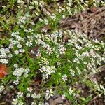 Symphyotrichum ericoidesBlomst