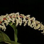 Miconia trinervia Flower