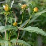 Bidens connata Övriga