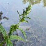 Stachys palustris 葉