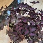 Oxalis triangularisFlor