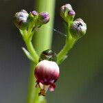Scrophularia lucida Flower