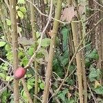 Rosa corymbifera Rusca