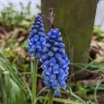 Muscari botryoidesBloem